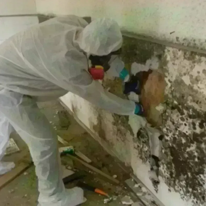 Mold Remediation and Removal in Pico Rivera, CA